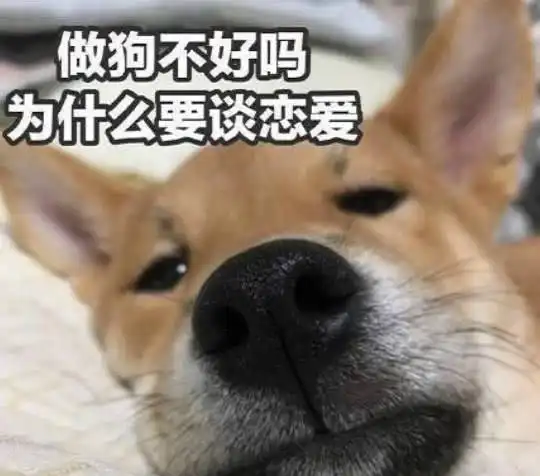 你都没见过的小宠物表情做狗不好吗,为什么要谈恋爱
