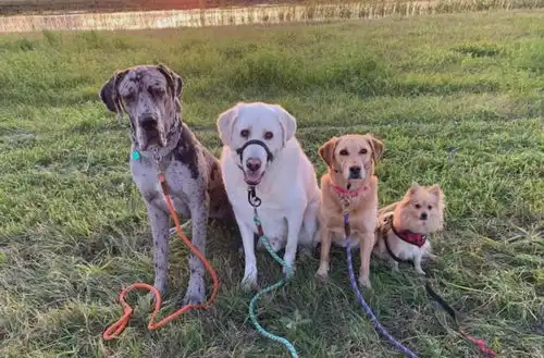 网友领养了一只小型犬,结果10个月后长成了一堵墙哈哈哈
