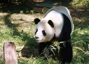 熊猫馆新馆主昨天到杭
