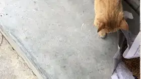 放弃表情管理的小橘猫你哪位
