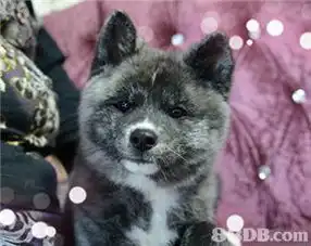 2020最新22352个有关日本犬之价格及商户联络资讯hk88db.com
