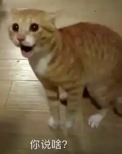 还记得这只抖音德国队输了输光小鱼干的猫吗续集来了