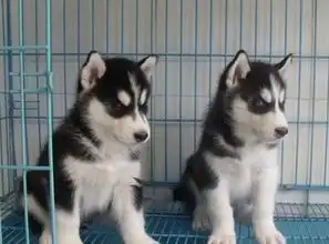 福州出售哈士奇幼犬包健康签协议质保三个月

