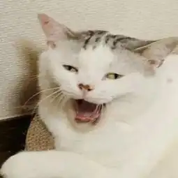 看完这些爆红网络的萌猫丑猫,我怀疑生活中我看到的一定是假猫
