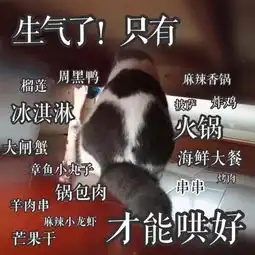 猫咪表情包牵朕的手,就现在
