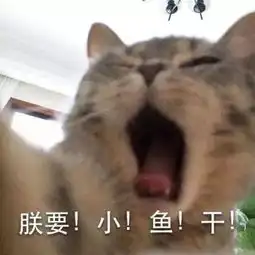 萌你一脸可爱小猫咪表情包集锦