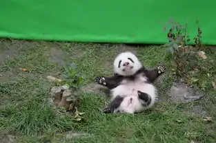 成都23只大熊猫幼仔上演熊猫瘫
