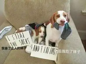 那些因为做错事被主人惩罚的汪星人,哈哈哈一个个的太蠢萌了
