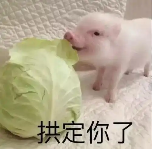 动图宇宙抖音10万点赞猪年壁纸表情包,外面有猪的别点
