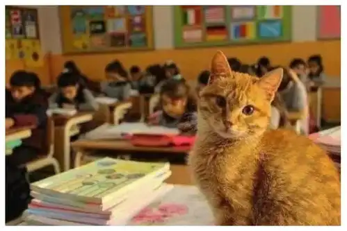这是我见过最上进的橘猫,迷恋上了课堂,表情校园使我开心使我快乐
