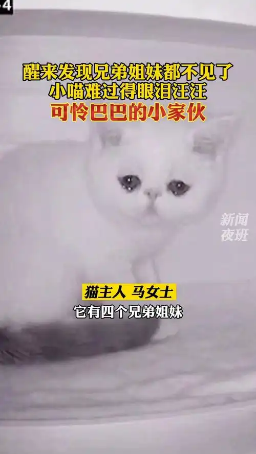 兄弟姐妹接连被抱走,小猫咪醒来发现家里只剩下自己,眼泪汪汪
