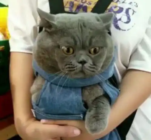 主人买只蓝猫带回家,猫咪一路上好奇心爆棚,可爱模样萌化人心
