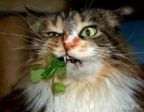 猫咪吸了猫薄荷之后,下一秒失去了控制,简直太逗了
