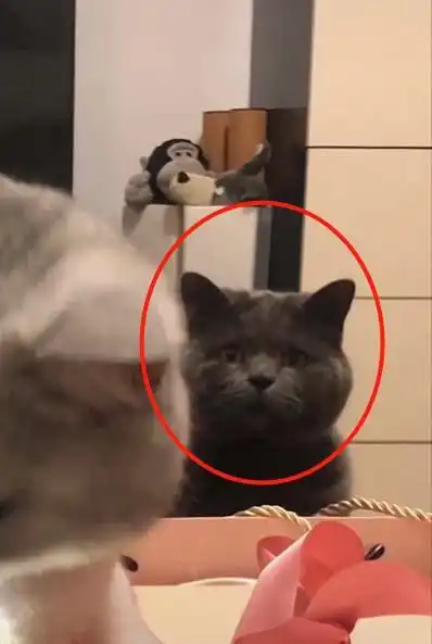 家里来了新猫咪,原住民居然是这样的表情,主人小委屈,抱抱你
