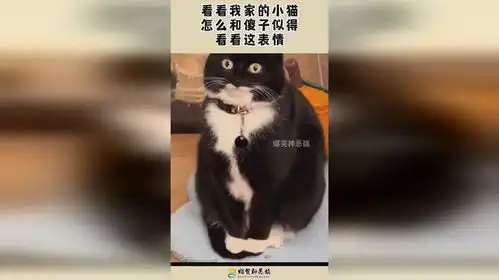 看看我家的小猫,怎么和傻子似得,看看这表情
