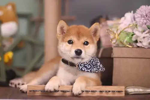 柴犬是国产土狗吗柴犬到底是哪国的为啥这么贵
