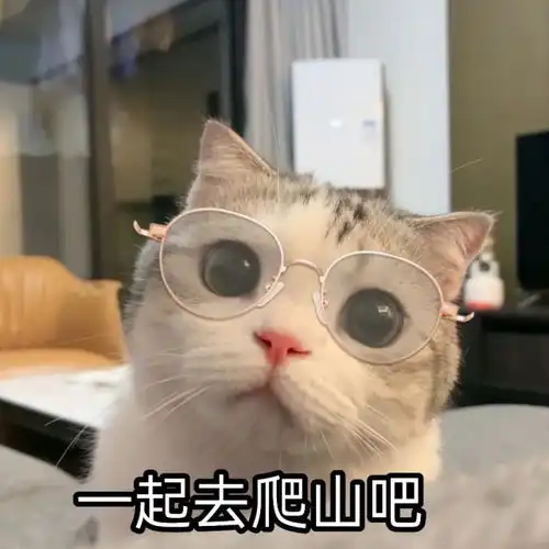 可爱的猫猫表情包,小仙女猛男必备表情包小仙女match
