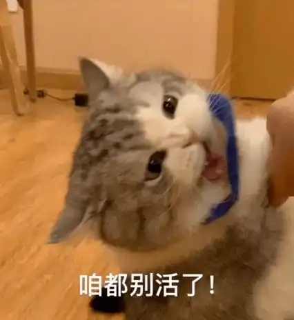 拖地猫听说我的表情包火了
