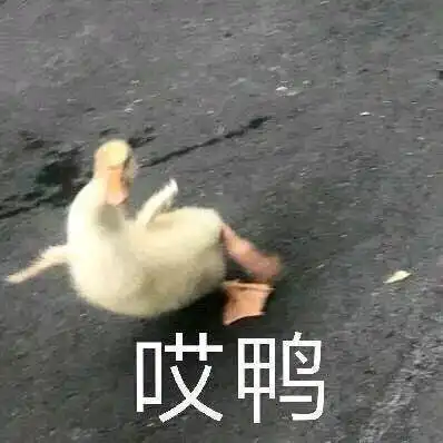 萌宠表情包你说你拿什么跟我谈恋爱
