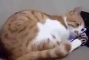 见到已故主人的视频,猫咪的举动让人不禁落泪
