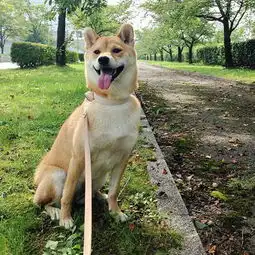 最像泰迪熊的柴犬marron,卖萌第一名
