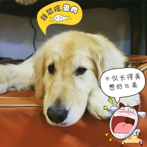 带上涂鸦的画面简直要成了宠物表情包
