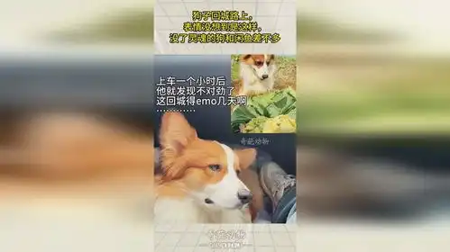 狗子回城路上,表情没想到是这样,没了灵魂的狗和闲鱼差不多