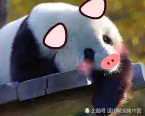 当熊猫把腿伸出后,露出本大爷的表情,确定不是真人
