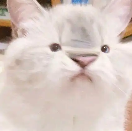 可爱猫猫表情包,哄女朋友专用
