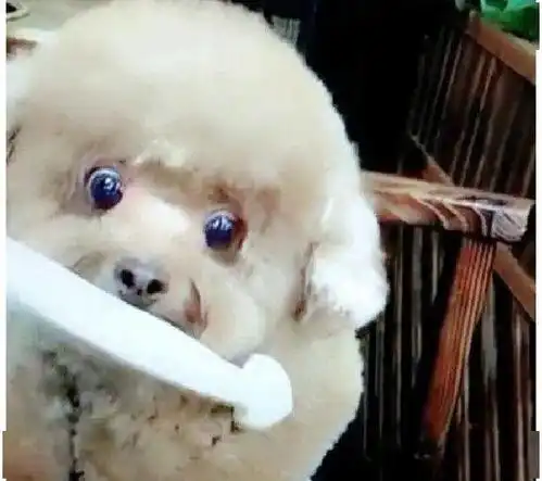 主人带狗狗吃火锅,狗子眼神中满满的馋意,委屈巴巴的快要馋哭了

