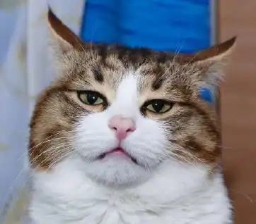 最优秀的表情帝专家,驾驭各种奇葩表情,猫咪戏精本属
