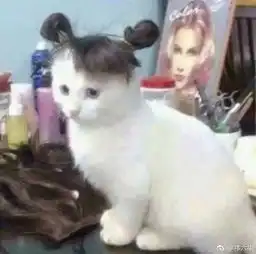 你不是喜欢吸猫吗倒是吸啊
