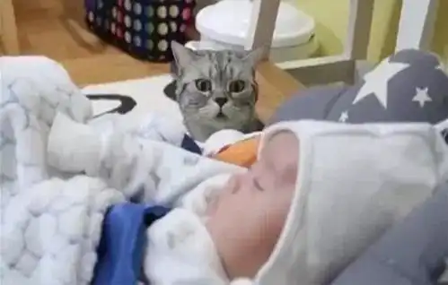 猫咪第一次见到小宝宝时,那小心翼翼的表情,主人看了忍不住笑喷
