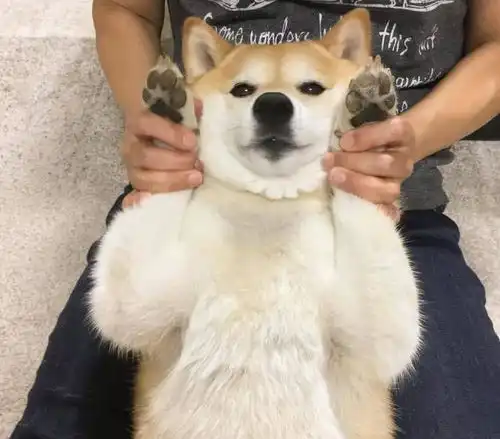 铲屎官出门约会硬拖着柴犬一起,他的幸福太虐狗,灯泡柴表情衰爆了
