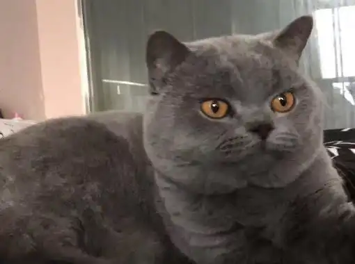 表情主人带蓝猫去打点滴,蓝猫的表情亮了,笑的护士针都扎歪了猫咪表情

