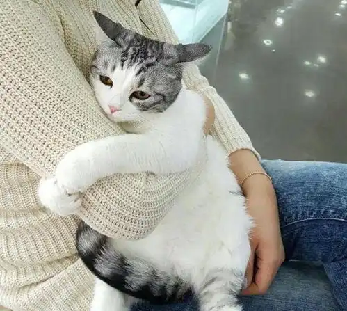 网友带着猫咪去打针,结果猫咪的行为和表情萌翻众人
