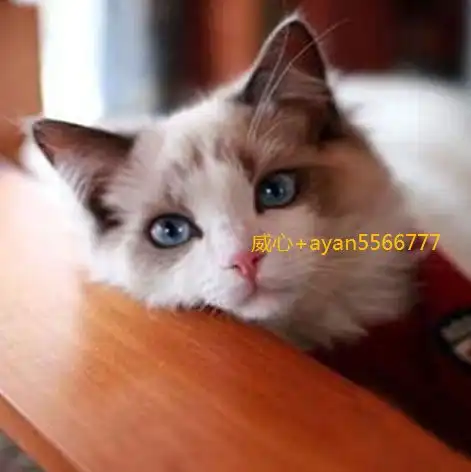 公猫叫春还是母猫叫春
