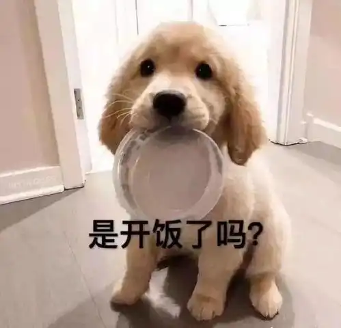 撒娇专用的宠物表情包,请收下我的爱
