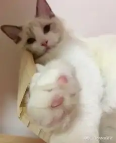 养布偶猫有什么缺点你后悔选择养布偶猫吗

