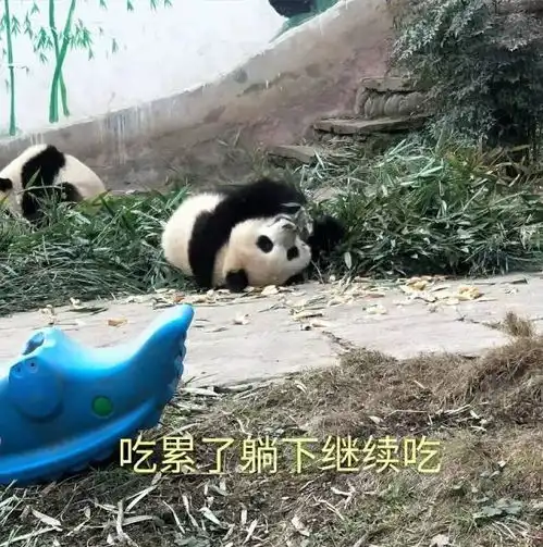 招募大熊猫保护清明小长假,来把滚滚做成表情包吧
