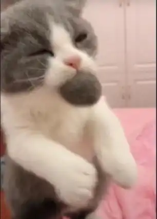 小奶猫淘气误吞毛球,被主人强制摇出,最后的小表情好无辜啊
