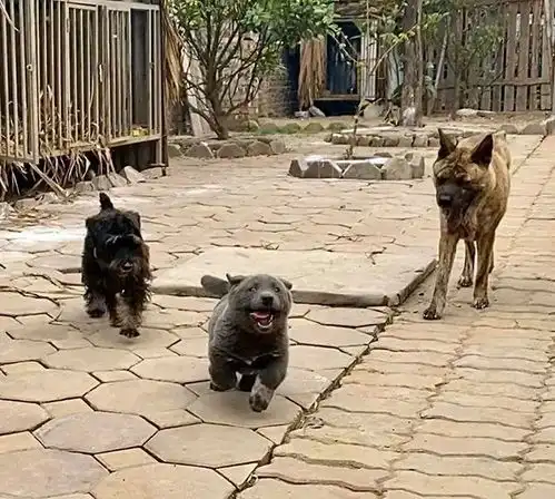 据说是蓝猫和二哈的混血宝宝...这只越南小狗凭表情包火遍全网
