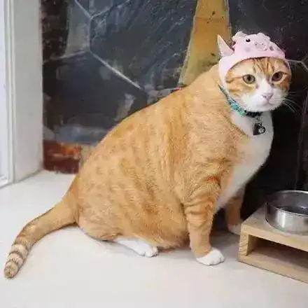 都说大橘为重,他们偏偏不信,养了橘猫后被实力打脸...
