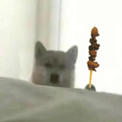 这次举的东西又不一样了
