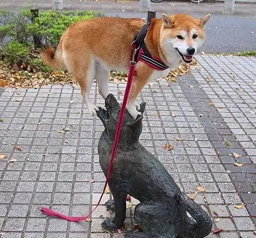 柴犬的有趣灵魂,遇到石像后竟上演一出大戏,网友妥妥的戏精
