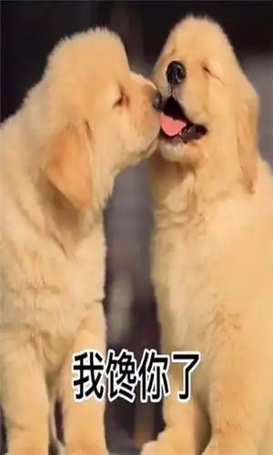 出来约会呀我馋你了表情包出来约会呀我馋你了表情包无水印下载99安卓游戏
