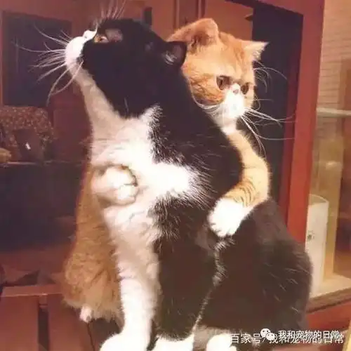 你冷吗抱抱就不冷了小猫咪相互拥抱,太治愈了
