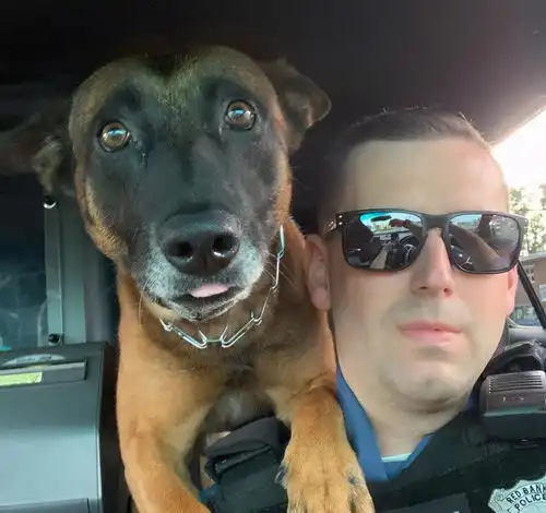 这警犬简直表情包网友它下班后跟我家傻狗差不多
