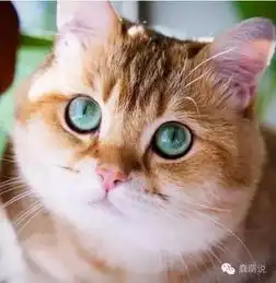 一只网红喵的日常我就是要进这个纸箱子
