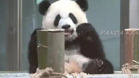 这就是腿短旦旦露出同情的表情,结浜笑晕在厕所..
